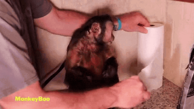 Here You Are Monkeyboo GIF - Here You Are Monkeyboo Here You Go GIFs