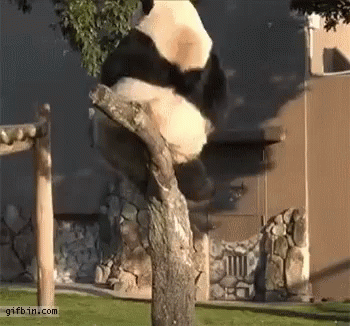 Panda Climbing Tree GIF - Panda Climbing Tree GIFs