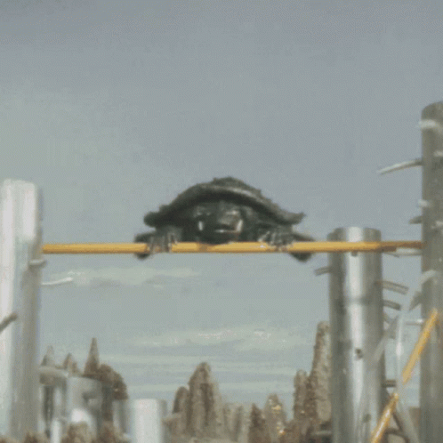 Turtle Spinning GIF - Turtle Spinning Rolling GIFs