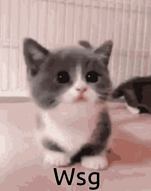 a gray and white cat with the word wsg written on it