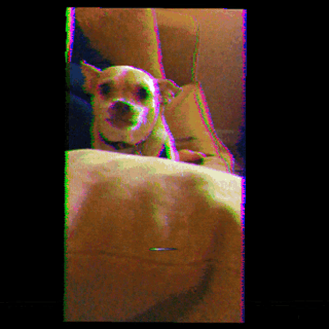a small dog laying on a person 's lap