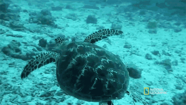 Sea Turtle Seagrass And The Ecosystem GIF - Sea Turtle Seagrass And The Ecosystem Ocean GIFs