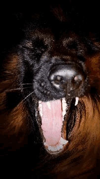 a close up of a black dog 's mouth with its mouth open