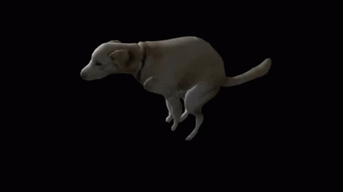 Dog Spin GIF - Dog Spin Funny GIFs