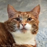Rage Cat GIF - Rage Cat GIFs