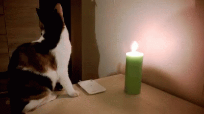 Lol Cat GIF - Lol Cat Candle GIFs