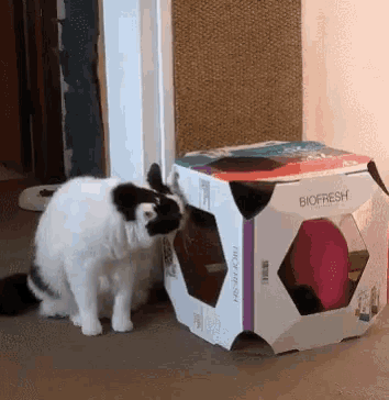 a cat standing next to a box that says biofresh on it
