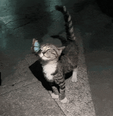 a cat with a butterfly on its nose standing on a sidewalk