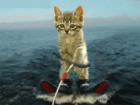 Skiing Cat Water Skiing GIF - Skiing Cat Water Skiing GIFs