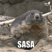 Marmotte Sasa GIF - Marmotte Marmot Sasa GIFs