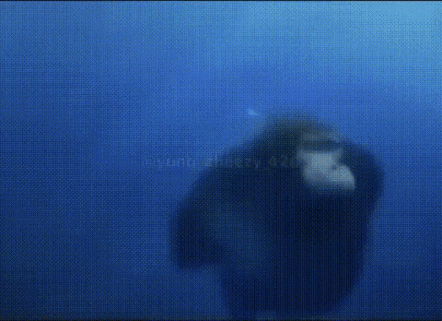 Monke Swimming GIF - Monke Swimming GIFs