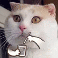 Cute Cat GIF - Cute Cat Blow GIFs