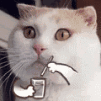 a white and tan cat is drinking from a cup with a straw .