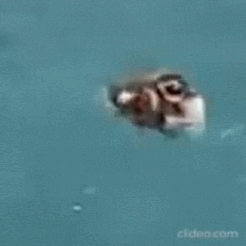 Spining Duck GIF - Spining Duck GIFs