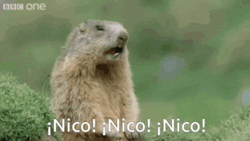 a ground squirrel with its mouth open and the words " nico ! nico ! nico ! " below it