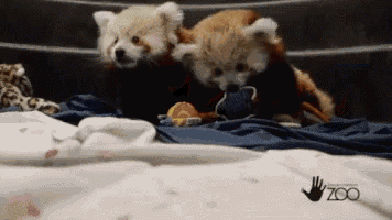 two small animals are laying on a bed with a zoo logo