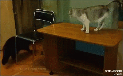 Cat Fail GIF - Cat Fail Climb GIFs