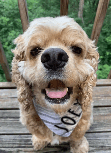 a cocker spaniel wearing a bandana with joey written on it