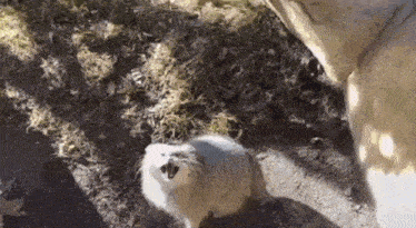 a small white dog is standing on a dirt road in the grass .