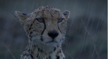 Cheetah Shivering In The Rain GIF - Wildlife GIFs