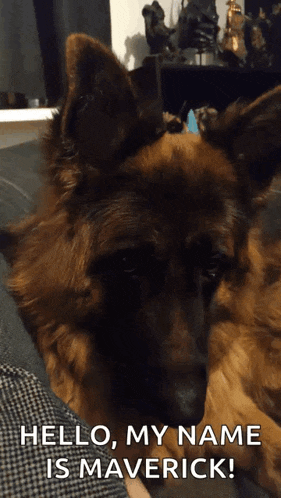 a german shepherd laying on a couch with the words hello my name is maverick