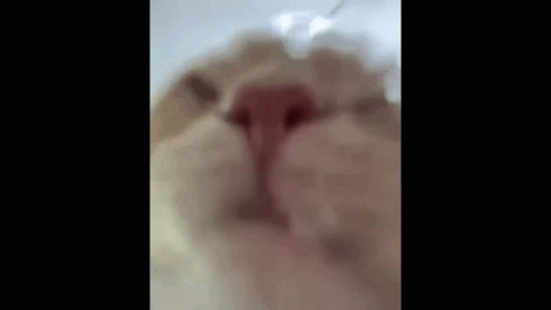 Cat Drink GIF - Cat Drink Thirsty GIFs