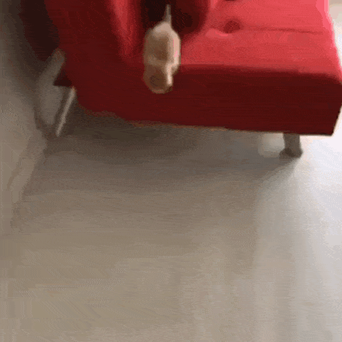 a small dog is standing next to a red couch on a white floor .