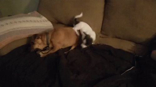 Dogs Funny Animals GIF - Dogs Funny Animals Pets GIFs