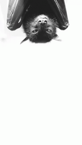 Bat Upside Down GIF - Bat Upside Down Licking Snout GIFs