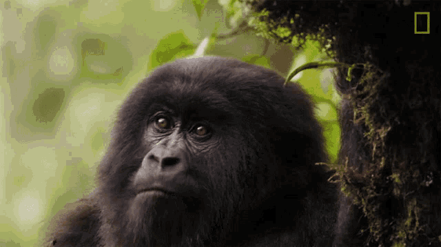 a close up of a gorilla 's face with a national geographic logo in the background