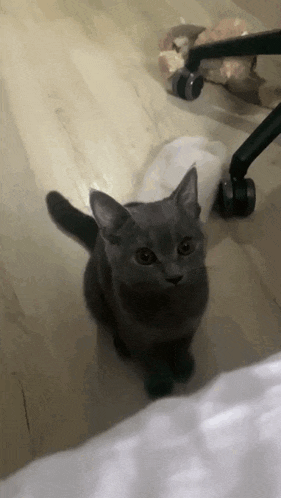 a gray cat is sitting on the floor looking up at the camera