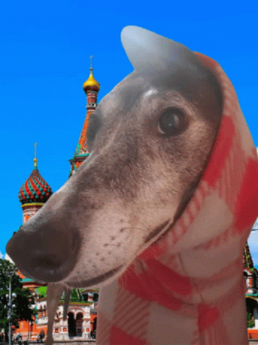 Greyhound Worldtraveler GIF - Greyhound Worldtraveler Retiredracer GIFs