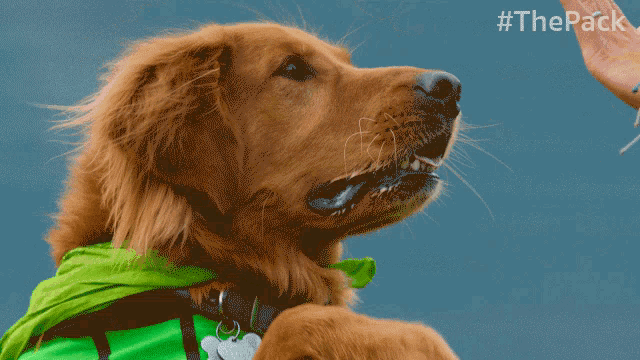 High Five The Pack GIF - High Five The Pack Dog High Five GIFs