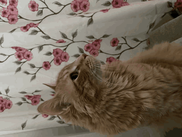 a cat looking up at a floral curtain with pink flowers