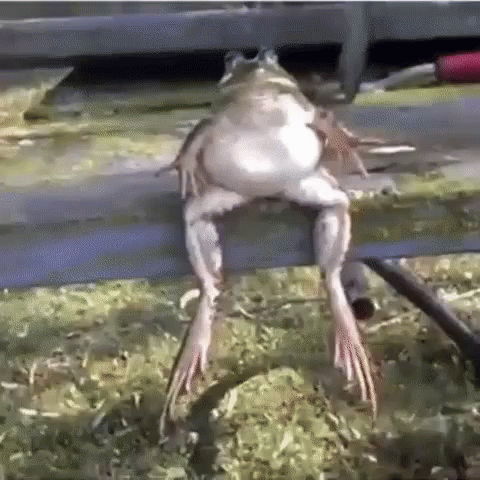 Frog Jah Phrog GIF - Frog Jah Phrog Funny Animals GIFs