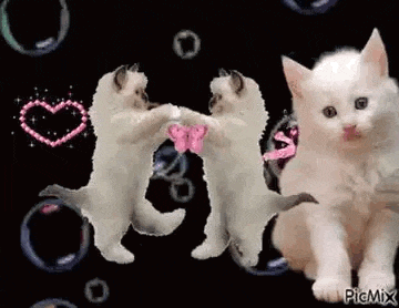 two white kittens are dancing in front of a heart and bubbles .