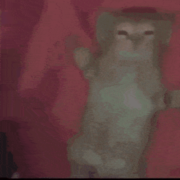 a close up of a cat 's face on a pink background .
