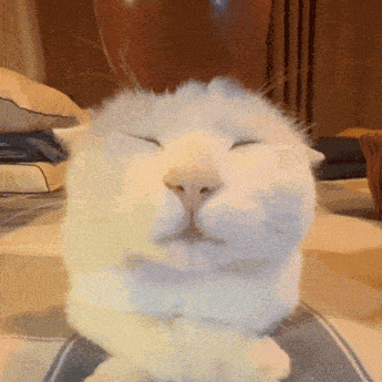 Apple Cat Good Night Meow GIF - Apple Cat Apple Cat GIFs