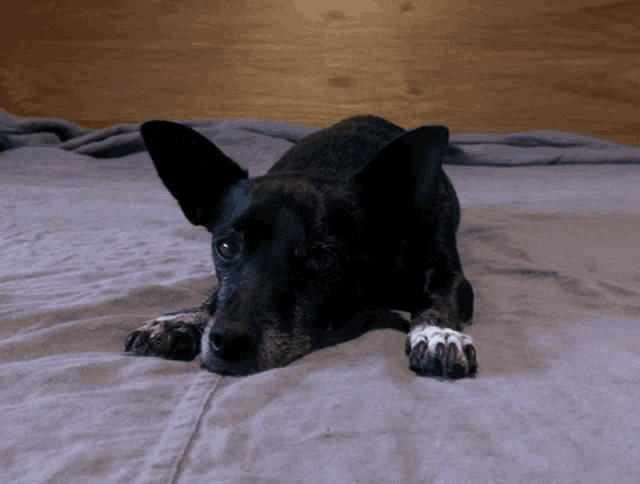 a black dog with white paws laying on a blanket