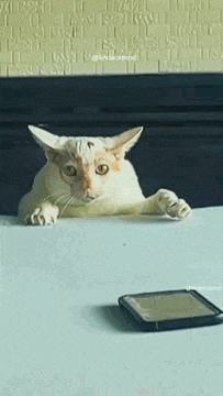 a white cat laying on a table next to a phone