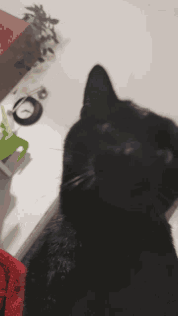 a black cat is sitting on a counter next to a green plant