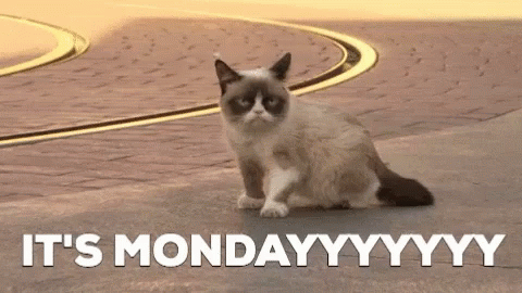 Monday Cat GIF