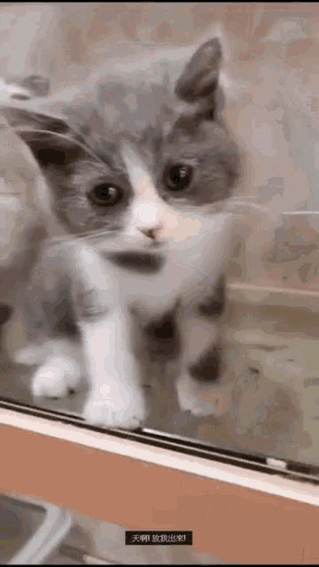 a gray and white kitten standing in front of a glass door