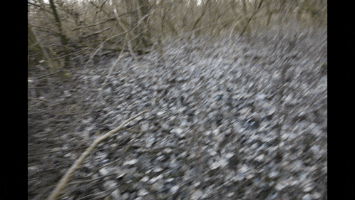 a blurry picture of a forest with a lot of leaves