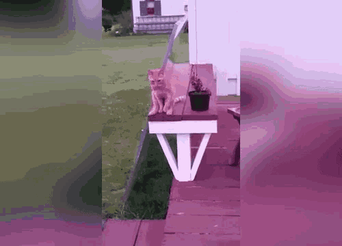 Cat Sitting GIF - Cat Sitting Like A Human GIFs