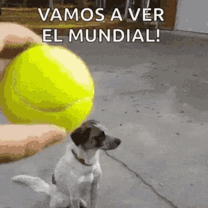 a dog is being thrown a tennis ball with the words vamos a ver el mundial written above it