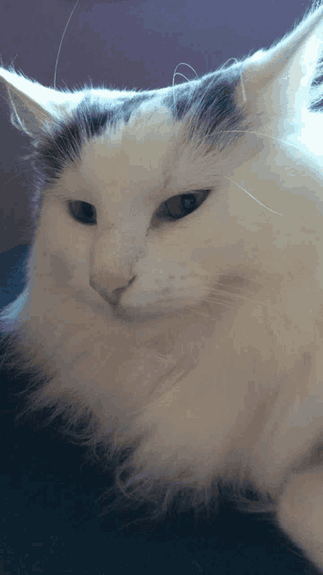 a close up of a white cat 's face against a purple background