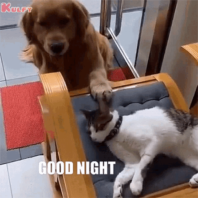 Good Night Cat GIF - Good Night Cat Dog GIFs