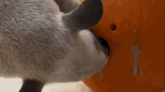a close up of a cat 's face drinking from a bucket .
