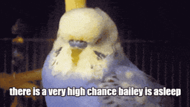 a bird in a cage with the words " there is a very high chance bailey is asleep " below it